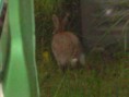 /album/nos-animaux-de-compagnie/lapin-broye-jpg/